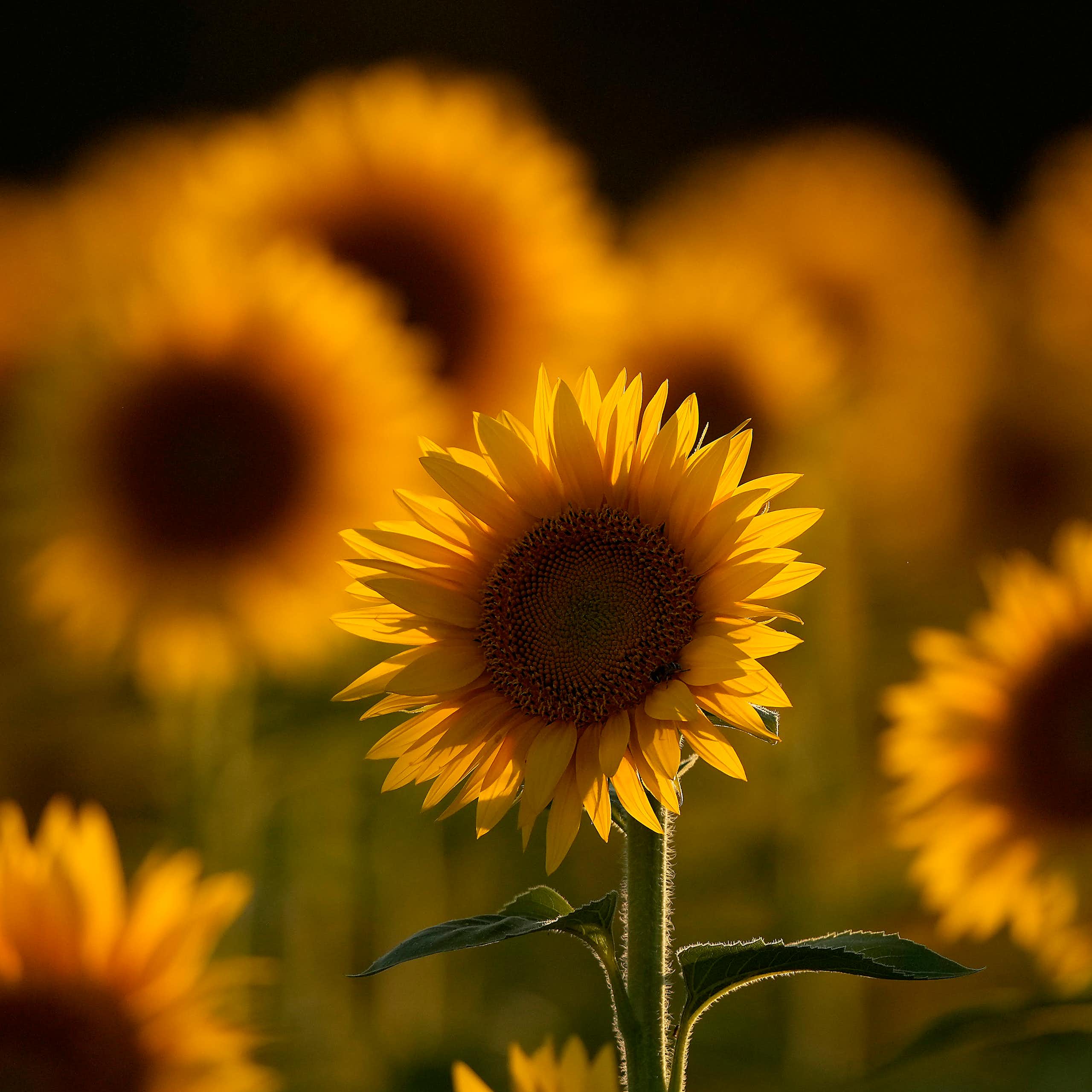 A field of sunflowers.
