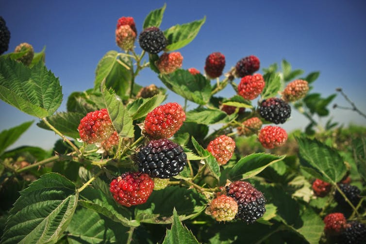 Blackberries in various stages of ripeness on the bush, from pale pink to red to dark black