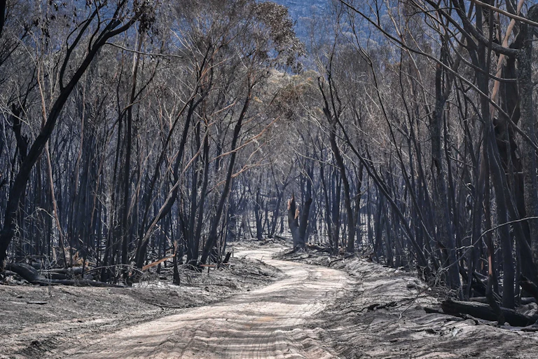 Burnt trees lining a dirt road (Birdrock Rd) in the fire damaged town of Pomonal, Victoria (near Grampians National Park)