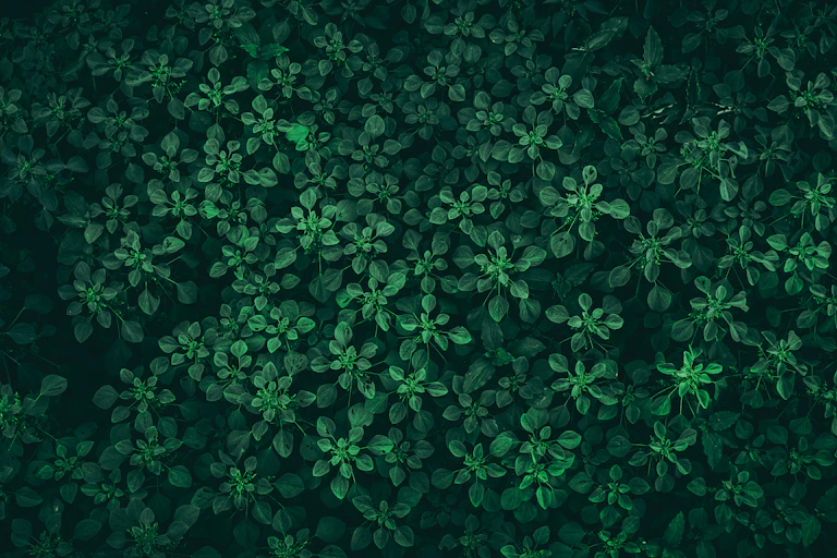 Plants in near-darkness