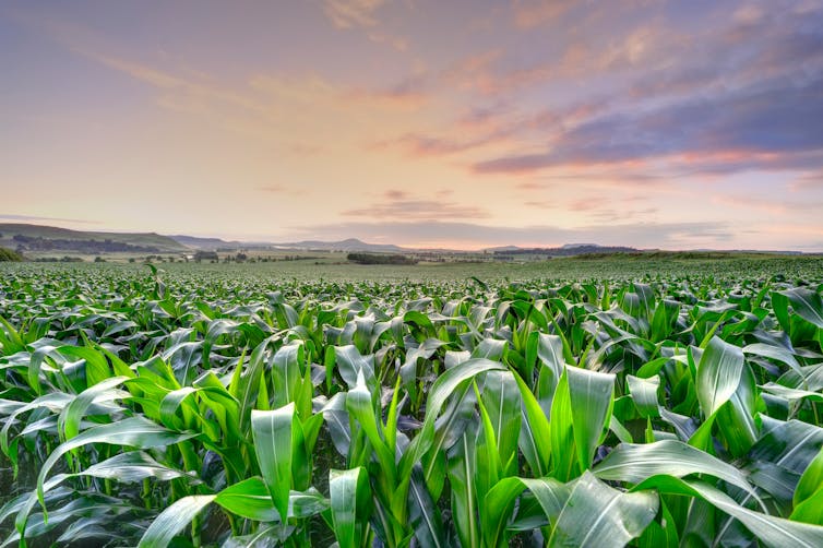 An agricultural field of green leaves.