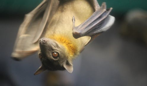 Fruit bats