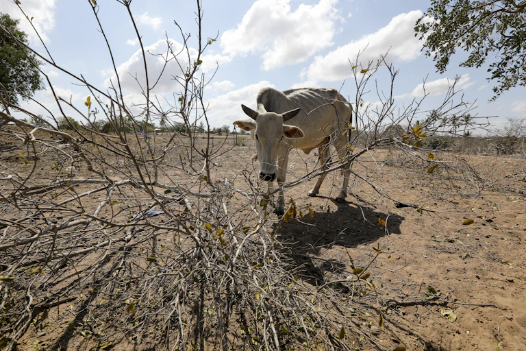 An emaciated cow inspects a dry tree branch amid a drought-struck landscape.