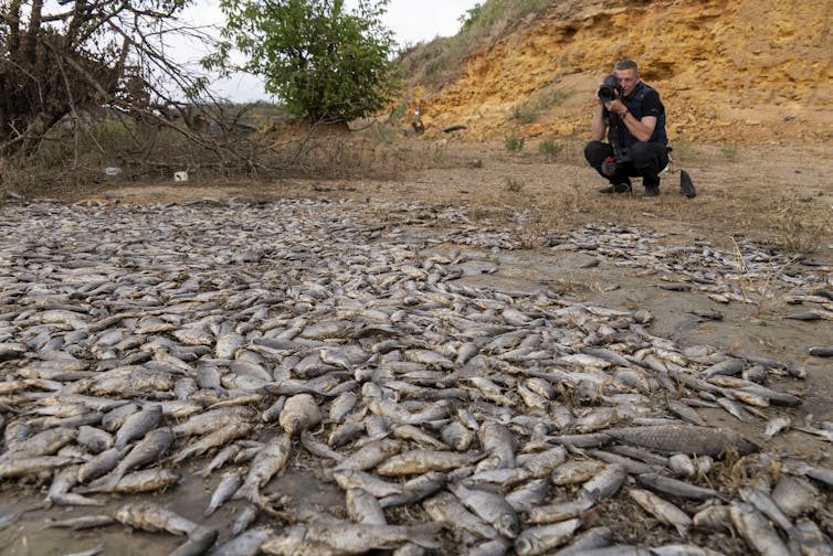 Un homme accroupi devant des milliers de poissons morts gisant sur une terre asséchée