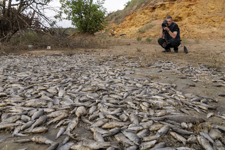 A man crouches in front of thousands of dead fish lying on dry land