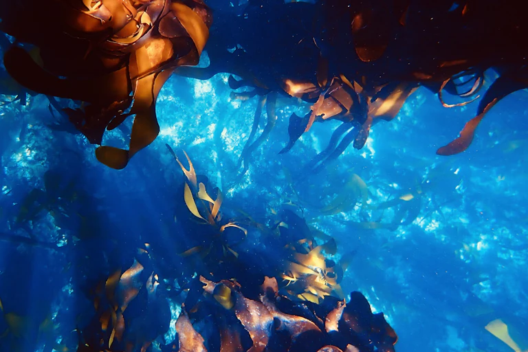 Brown kelp seaweed in blue sea