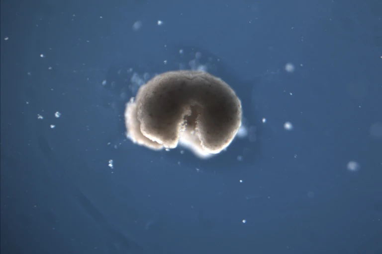 3D model of a manufactured organism with two hind limbs and two forelimbs, floating in blue space