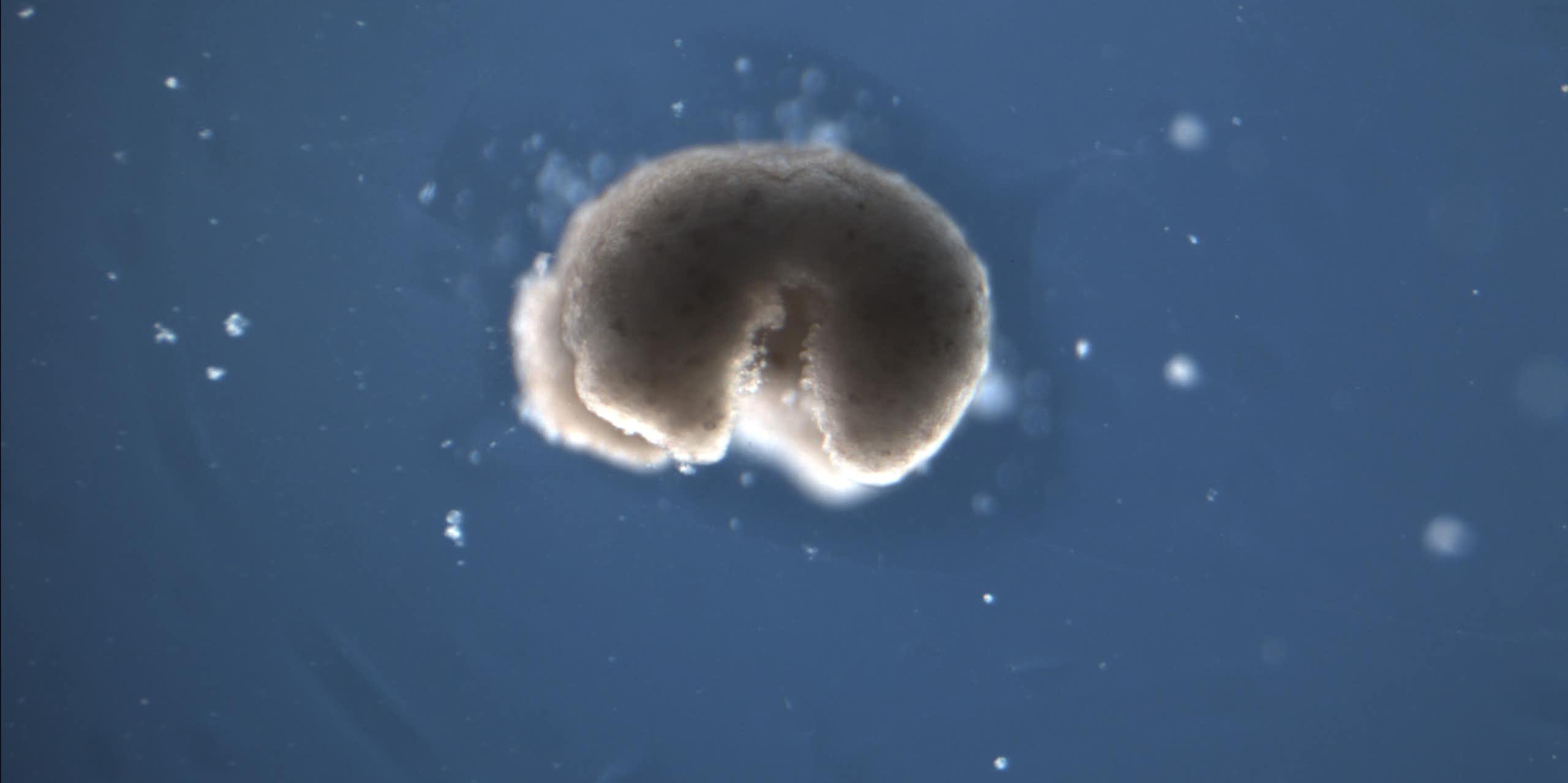 3D model of a manufactured organism with two hind limbs and two forelimbs, floating in blue space