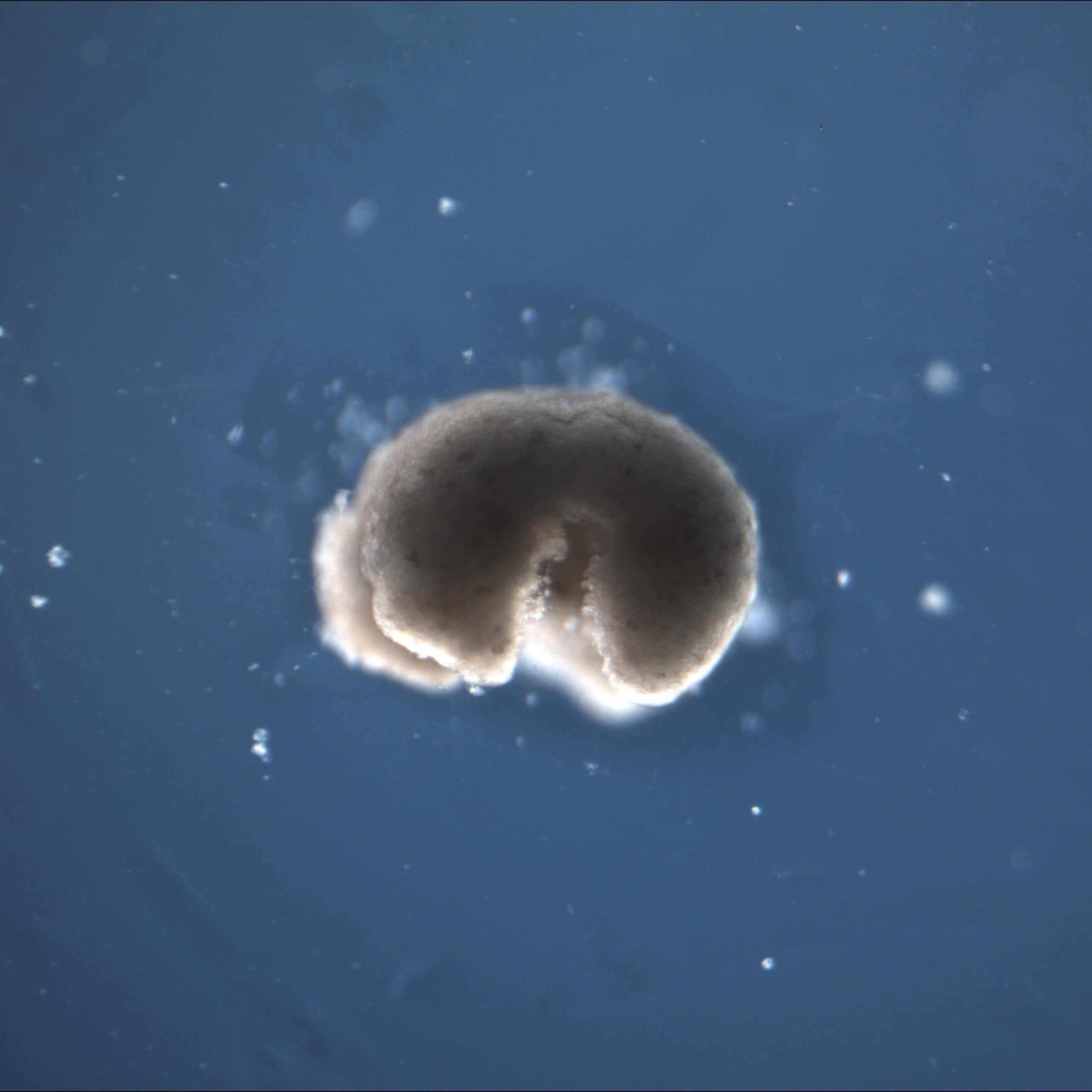 3D model of a manufactured organism with two hind limbs and two forelimbs, floating in blue space