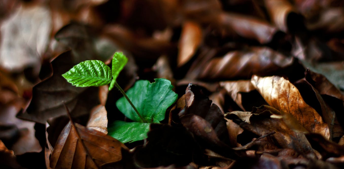 Plants can actually take care of their offspring – here’s how