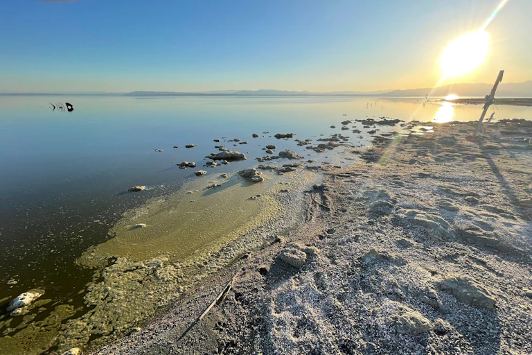 A fish bone sculpture in the Salton Sea. The sun is setting over the shore.