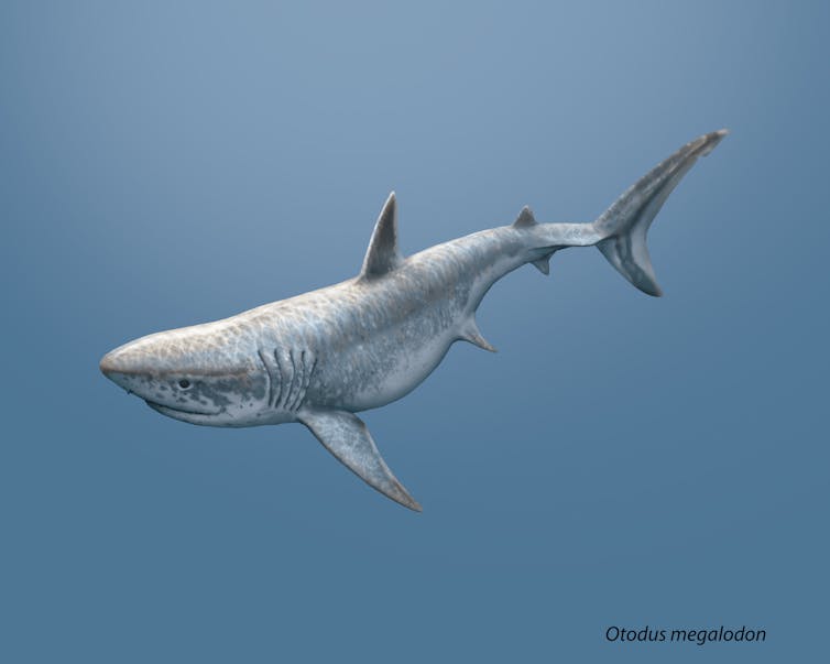 Giant shark swimming in blue ocean