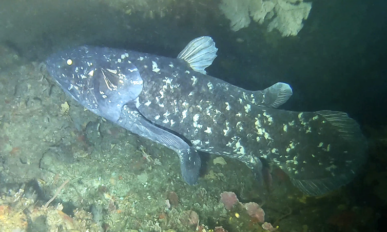 Photo of a large fish underwater