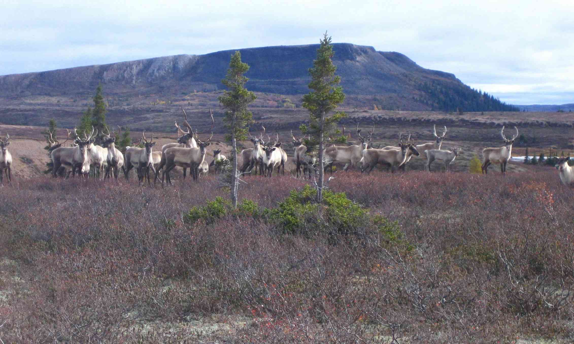 The Innu have lived in eastern Canada for thousands of years, yet their ...