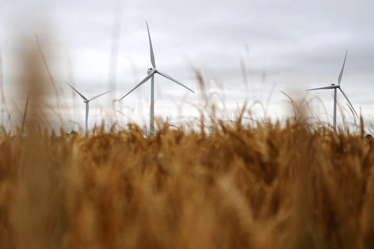 Wind turbines over a field of grain.