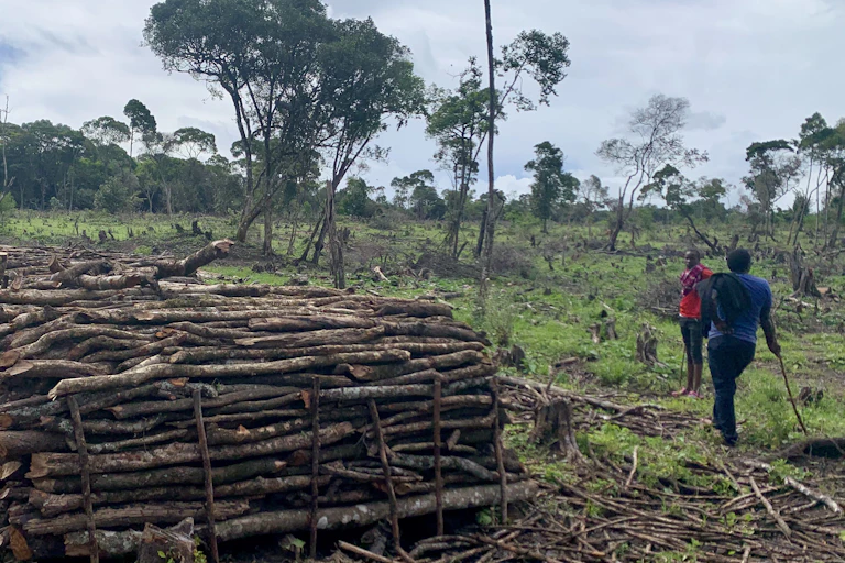 logs in pile, two people stand to right side, trees in background