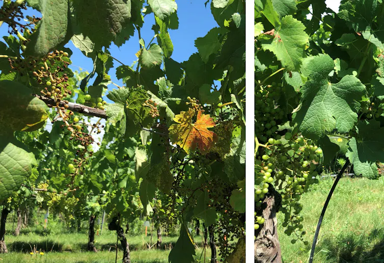 gros plan sur des vignes