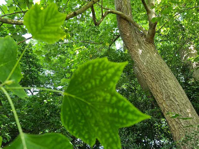 How we discovered a new type of wood - and how it could help fight