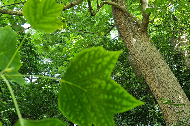 A tree.