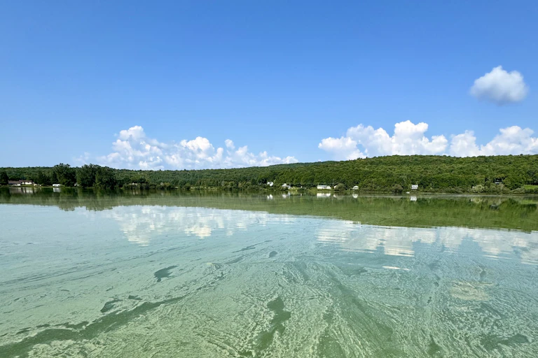 Cyanobacteria in a lake.