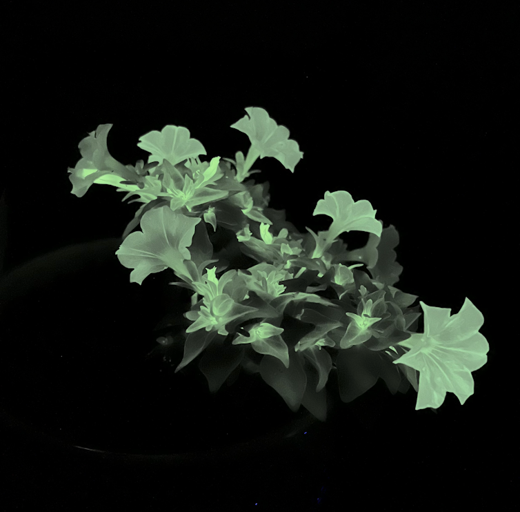 A photo taken in the dark shows a glowing petunia plant.