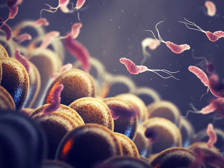Helicobacter pylori in the gut
