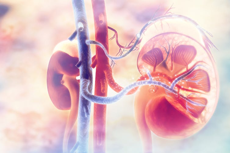 Human kidney illustration with blood vessels