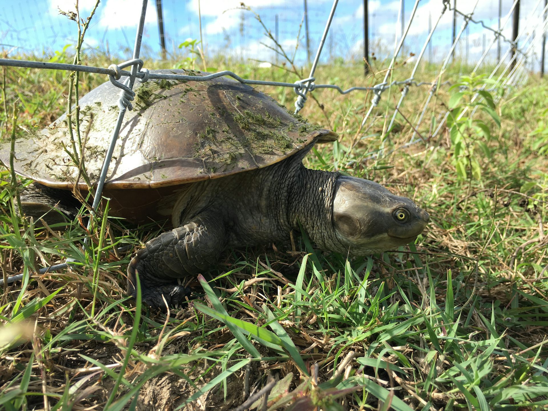 Farm fences trouble turtles in search of water. Here’s how to help