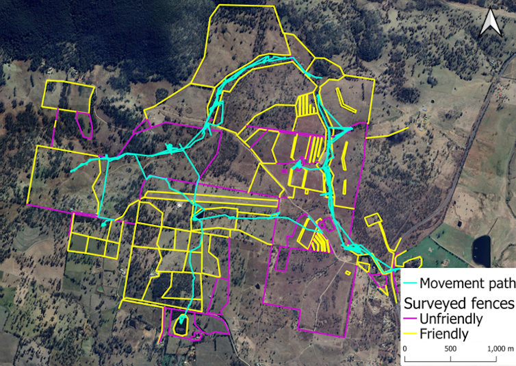Aerial image of the study area, overlaid with mapped fences labelled yellow = turtle-friendly, pink = turtle-unfriendly and movement paths of turtles in blue.