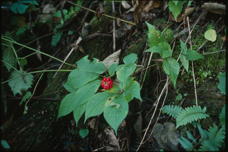 A leafy plant with a cluster of red berries growing on the forest floor