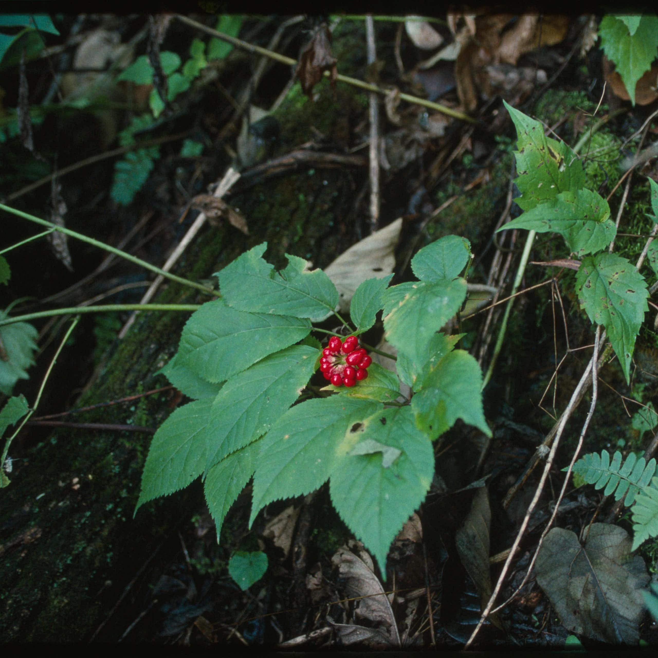 A leafy plant with a cluster of red berries growing on the forest floor