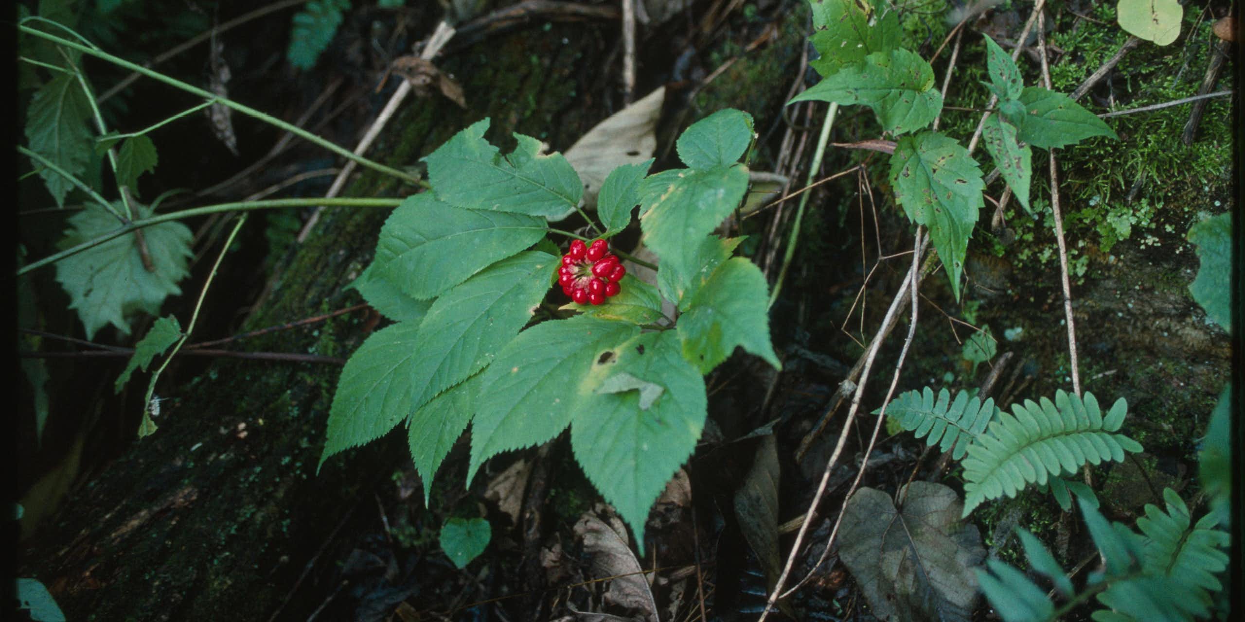 A leafy plant with a cluster of red berries growing on the forest floor