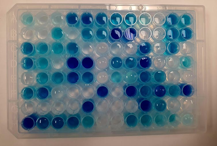 A plate with tiny tubes, some of which are dark blue, some light blue, and some transparent.