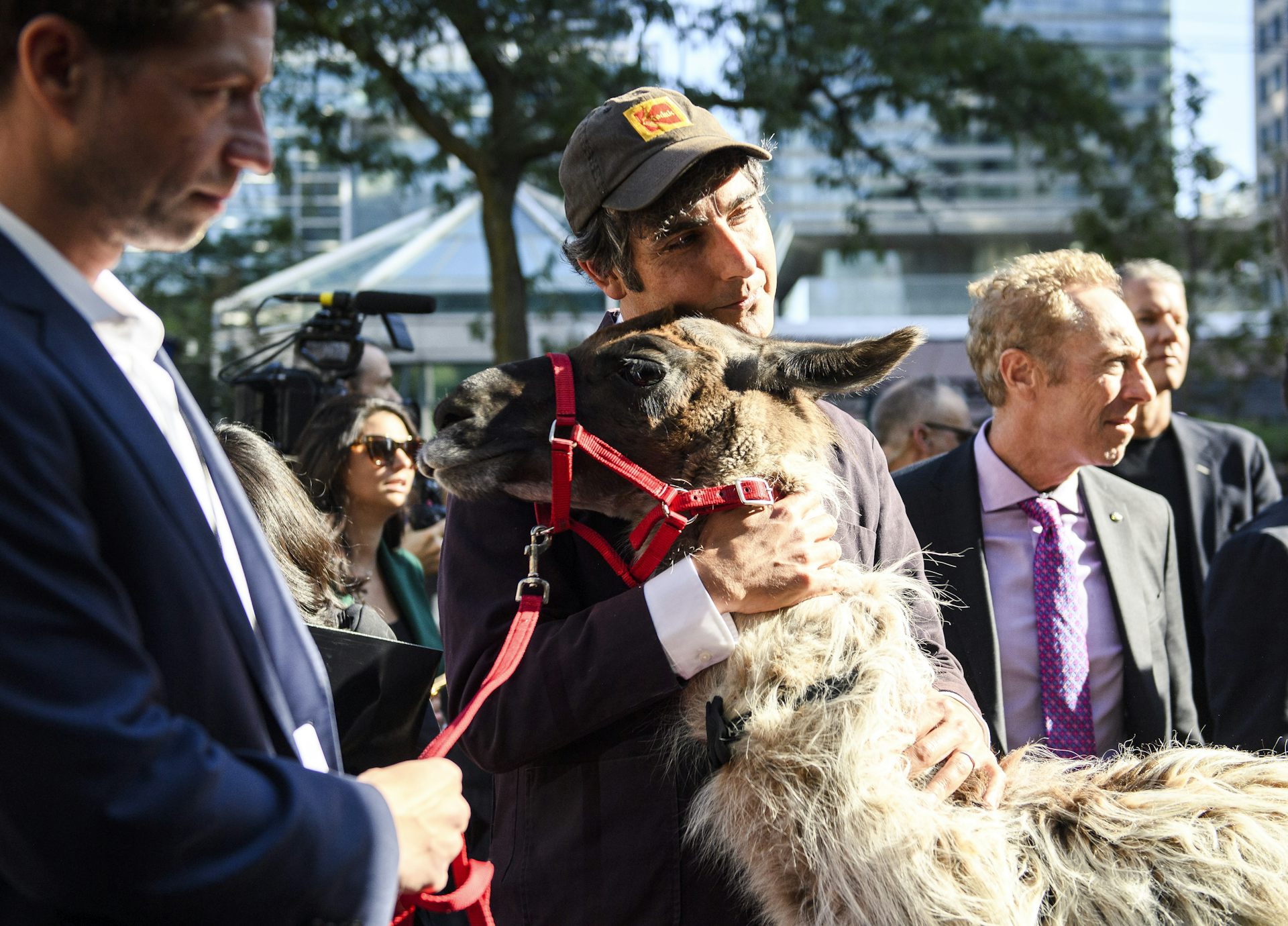 A llama seen next to a man amid a crowd.