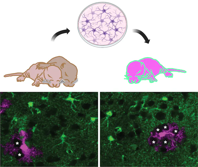 illustration showing transplantation of astrocytes into rats