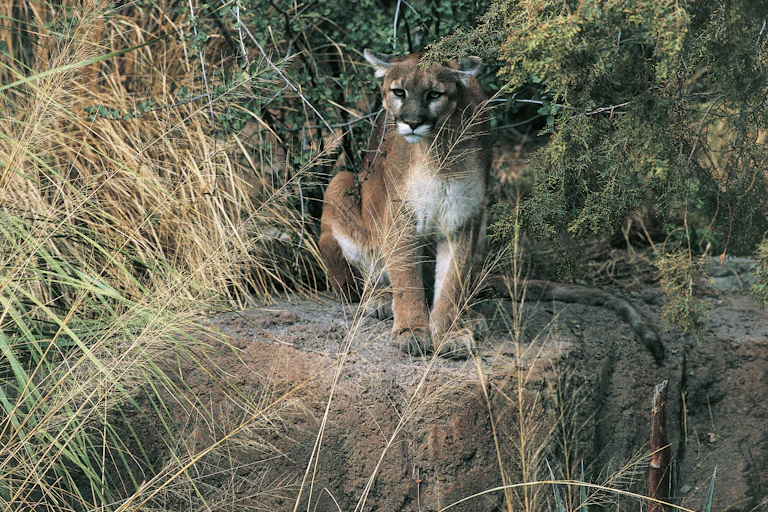 A mountain lion stands on a rock surrounded by dry grass