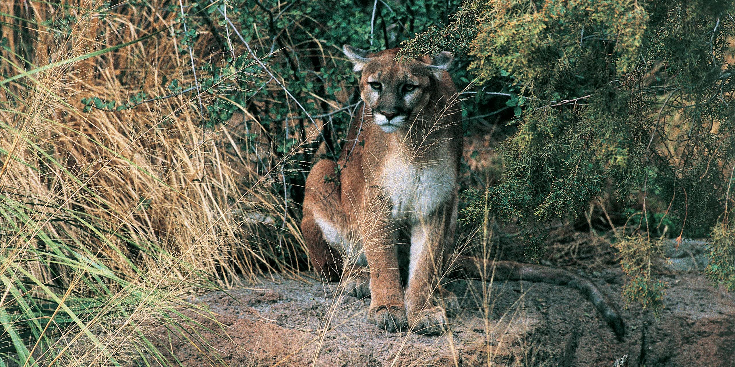 A mountain lion stands on a rock surrounded by dry grass