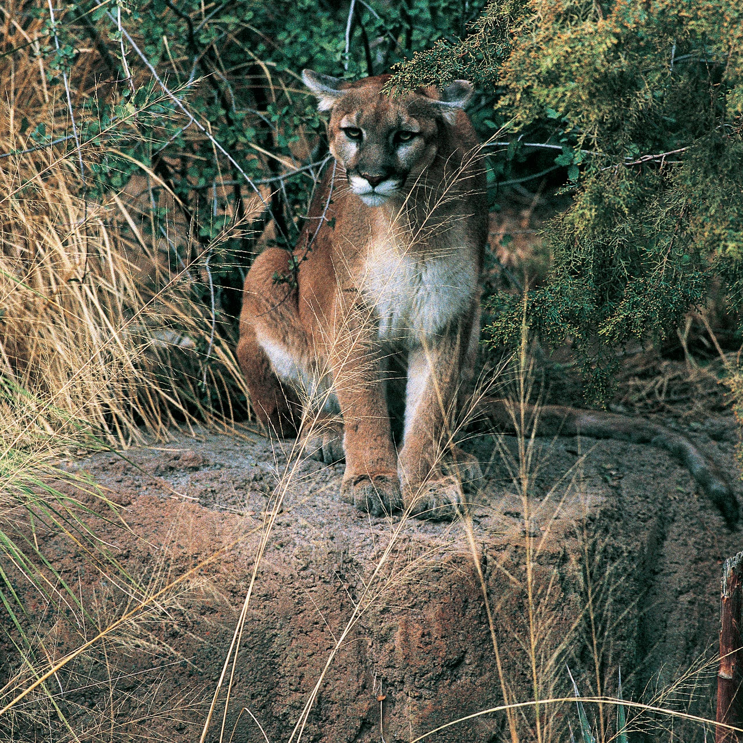 A mountain lion stands on a rock surrounded by dry grass