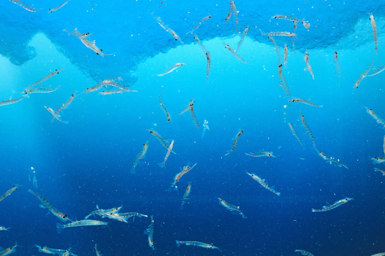 blue underwater sea, iceberg in distance, small krill (like shrimp) floating in foreground