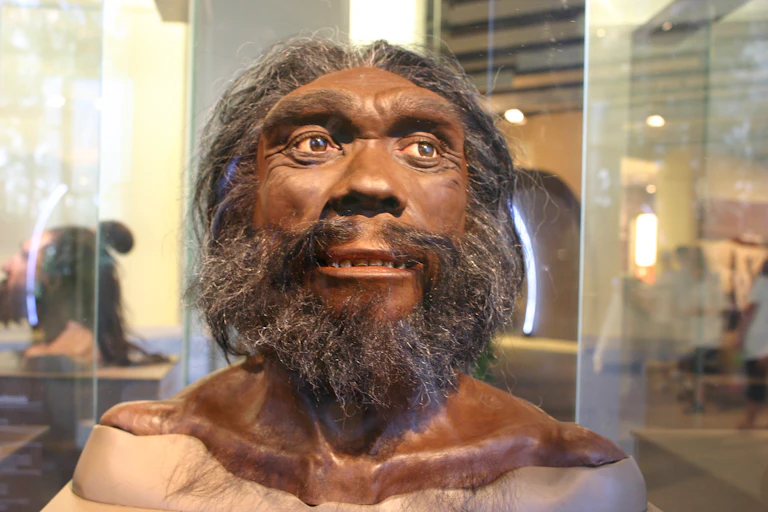 Reconstitution du visage de Homo heidelbergensis. Photo prise au David H. Koch Hall of Human Origins du Smithsonian Natural History Museum.