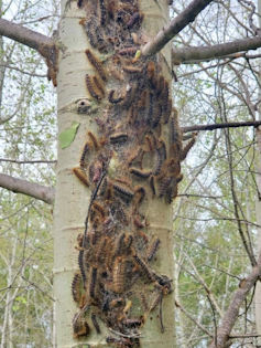 A large cluster of hairy spongy moth caterpillars on the trunk of an aspen tree.