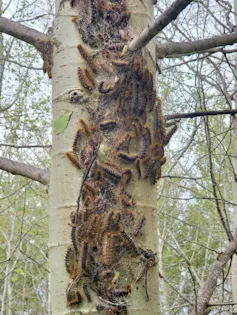 A large cluster of hairy spongy moth caterpillars on the trunk of an aspen tree.