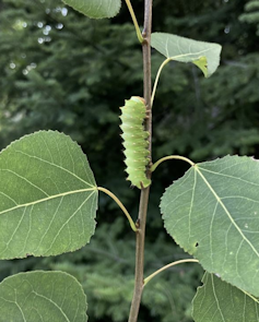 A caterpillar on a young tree.
