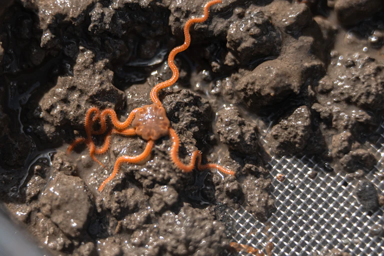 close up of orange star fish on brown mud in metal sieve