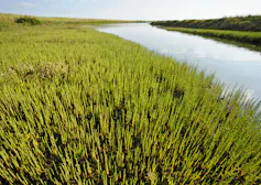 green reedy salt marsh habitat next to blue river