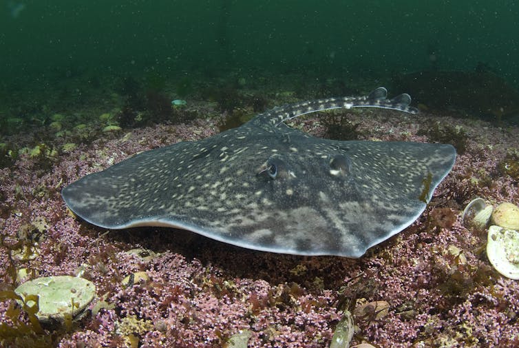 large grey flat ray swimming low over red purple maerl bed surface on sea floor