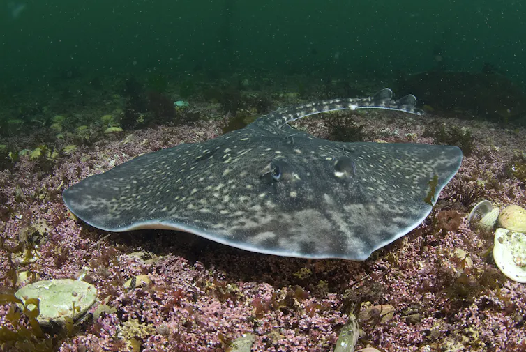 large grey flat ray swimming low over red purple maerl bed surface on sea floor
