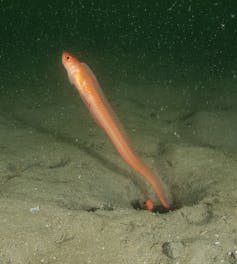 long red fish sticking out of hole in brown ocean sediment on sea floor