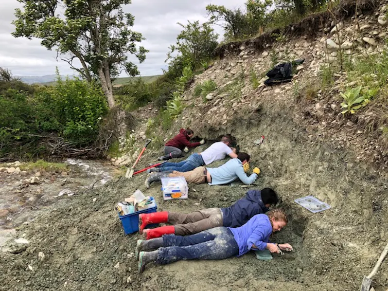 A group of people lying flat on their bellies while excavating fossils at St Bathans.