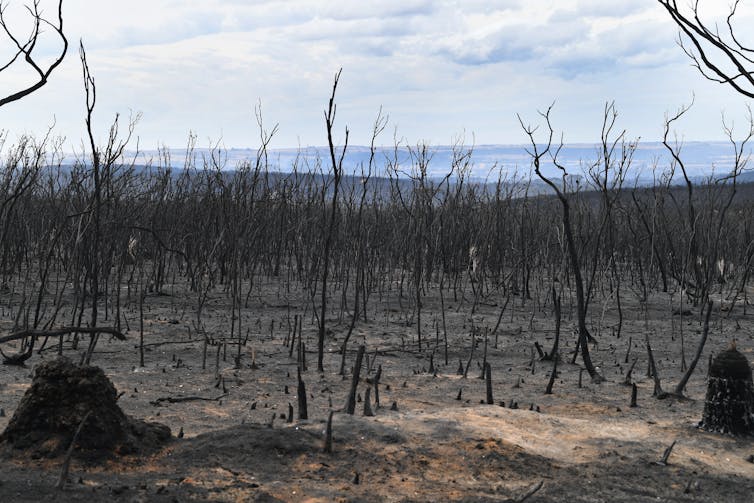 burnt out forest